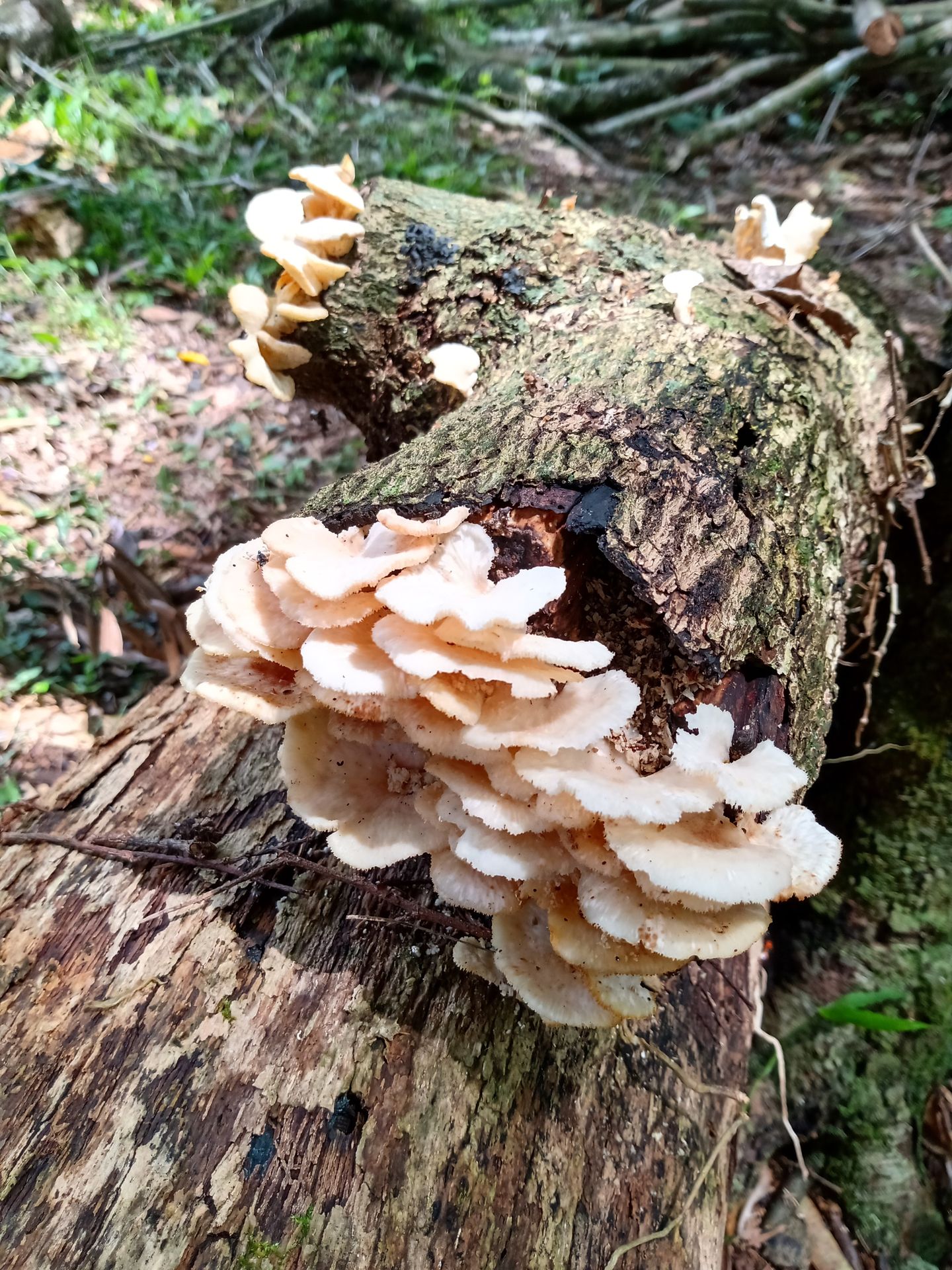 Poço natural profundo e límpido para nado e mergulho