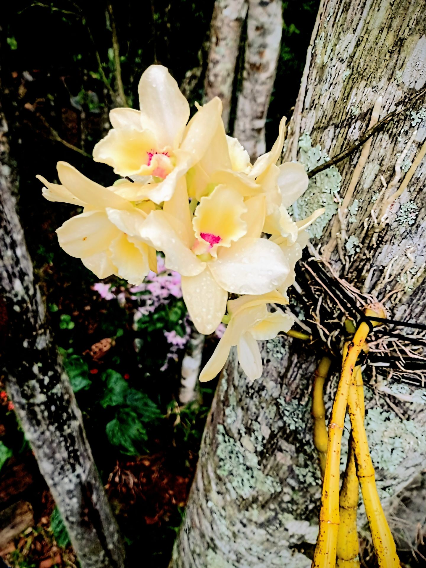 Flora nativa e rica biodiversidade botânica de Caraá